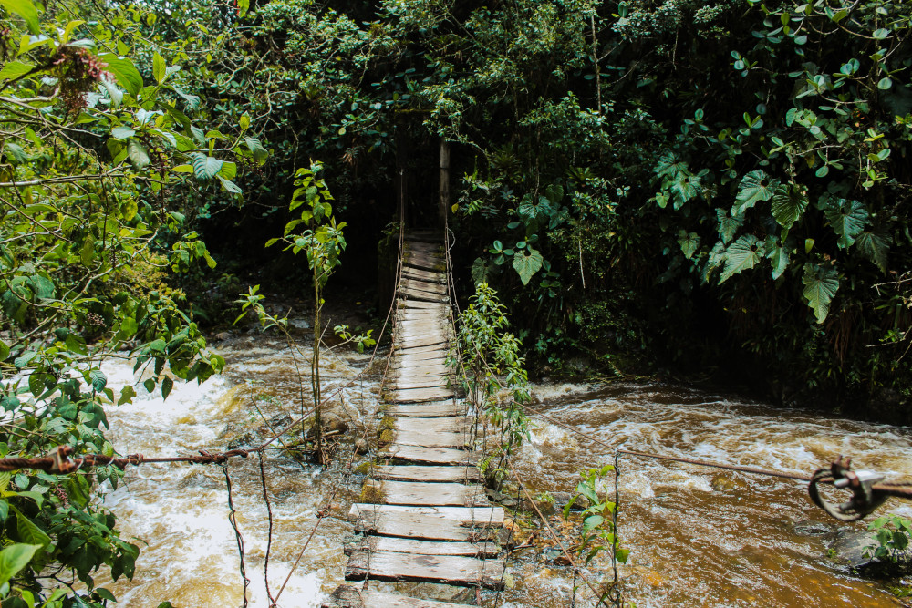 An old rope bridge descends into a jungle ravine.